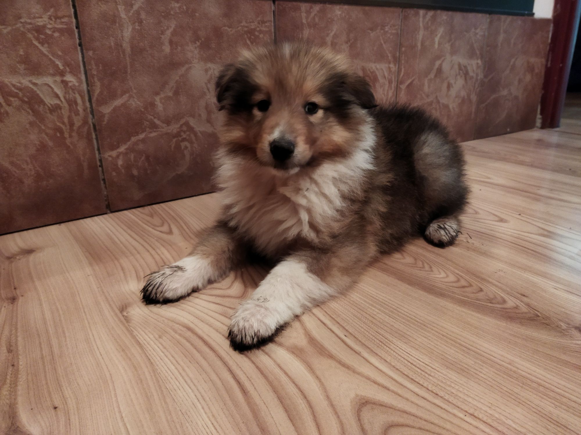 Owczarek szkocki collie długowłosy