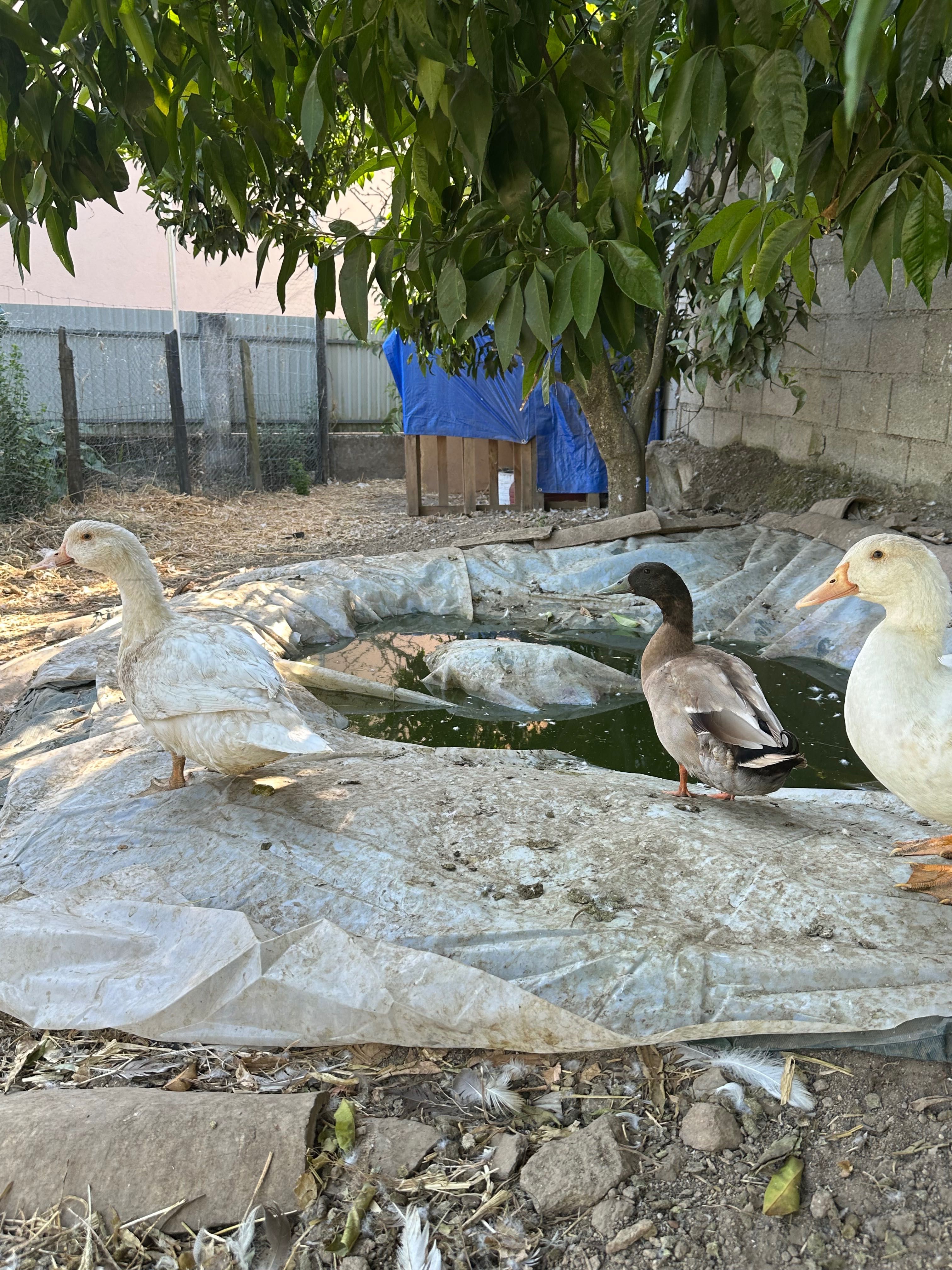 Patos Pequim de carne