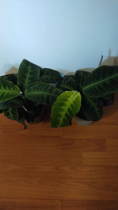 Кімнатні квіти,калатеї та інші