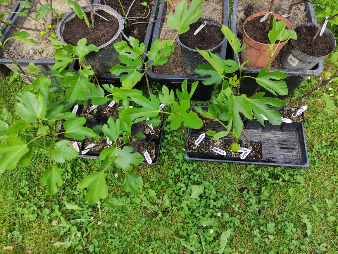 Figowiec, figa, ficus carica