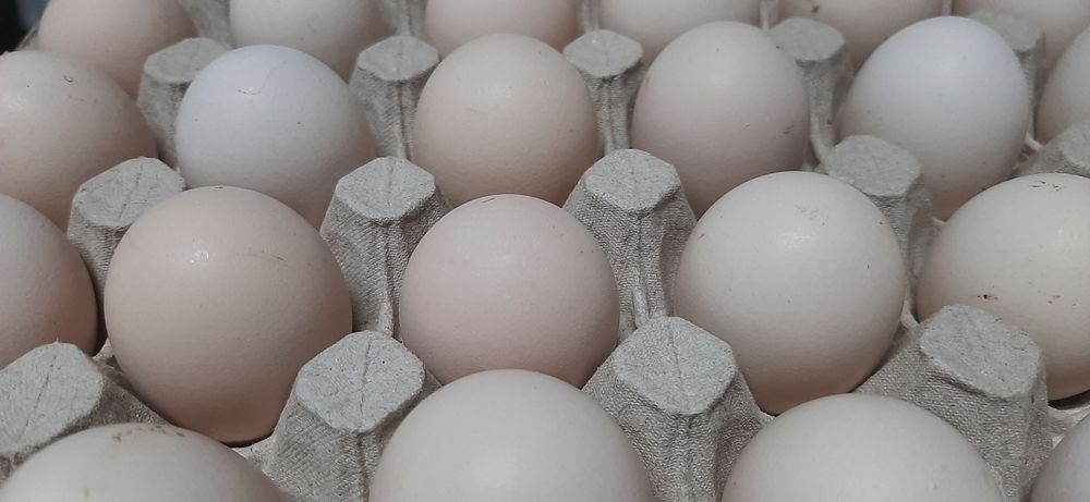 Jajka Swojskie SUPER SMAK od kur Zielononóżek