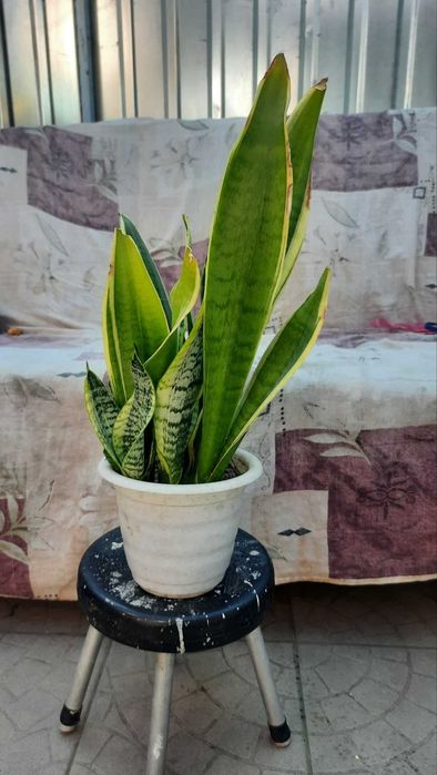 сансевиерия  обмен