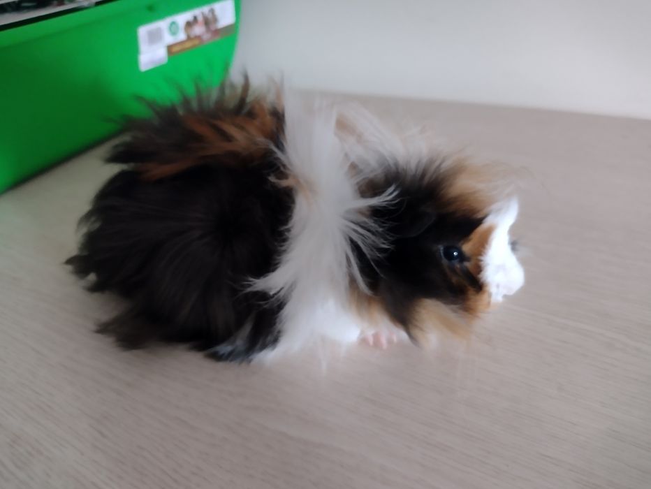 Świnki morskie młode dlugowłose