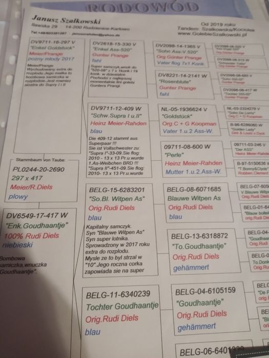 Gołębie pocztowe po rozpłodowych