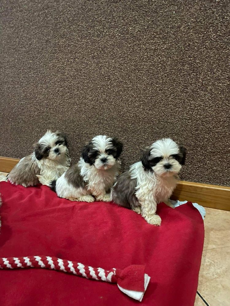 Shih tzu szczeniak