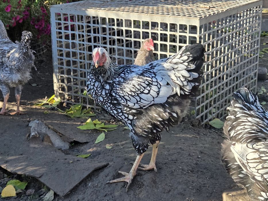 Kogut waendotta srebrnołuskowa I brahma gronostajowa