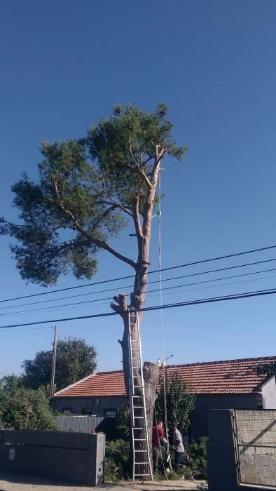 Limpeza corte e abate