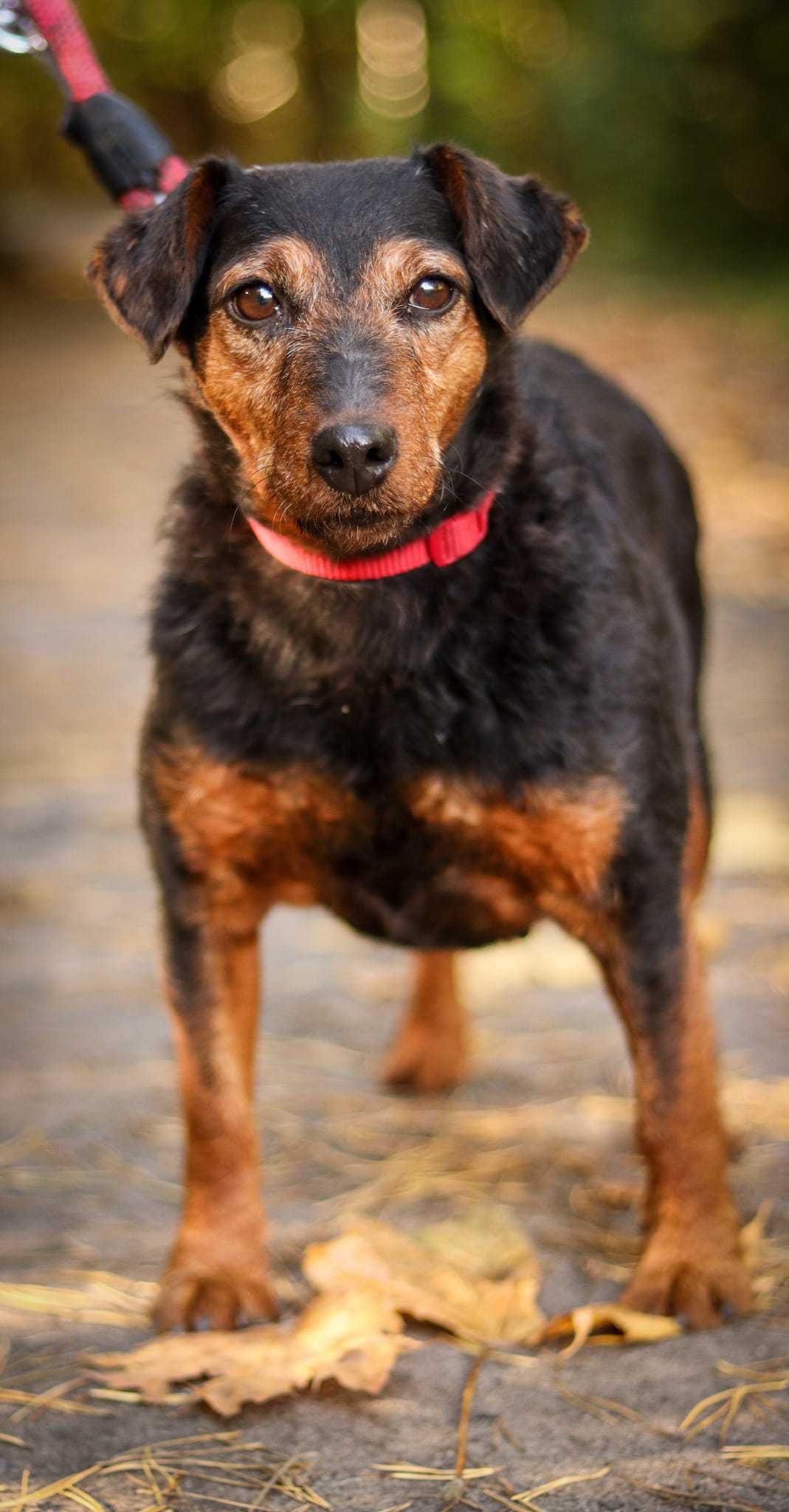Sunia terier niemiecki do adopcji