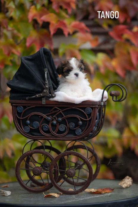 Shih- tzu piesek Zkwp FCI