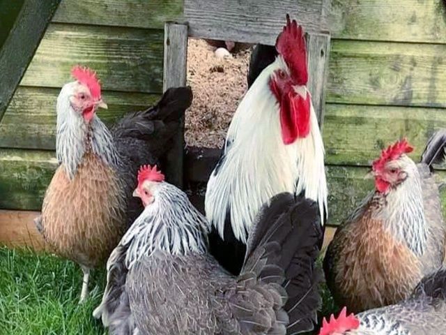 Яйце інкубаційне.Курчата, Доркінг золото, срібло.