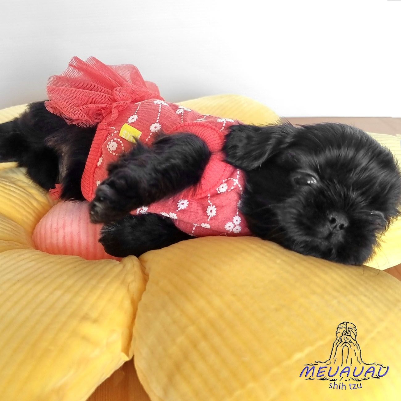 Filhote Fêmea Shih Tzu