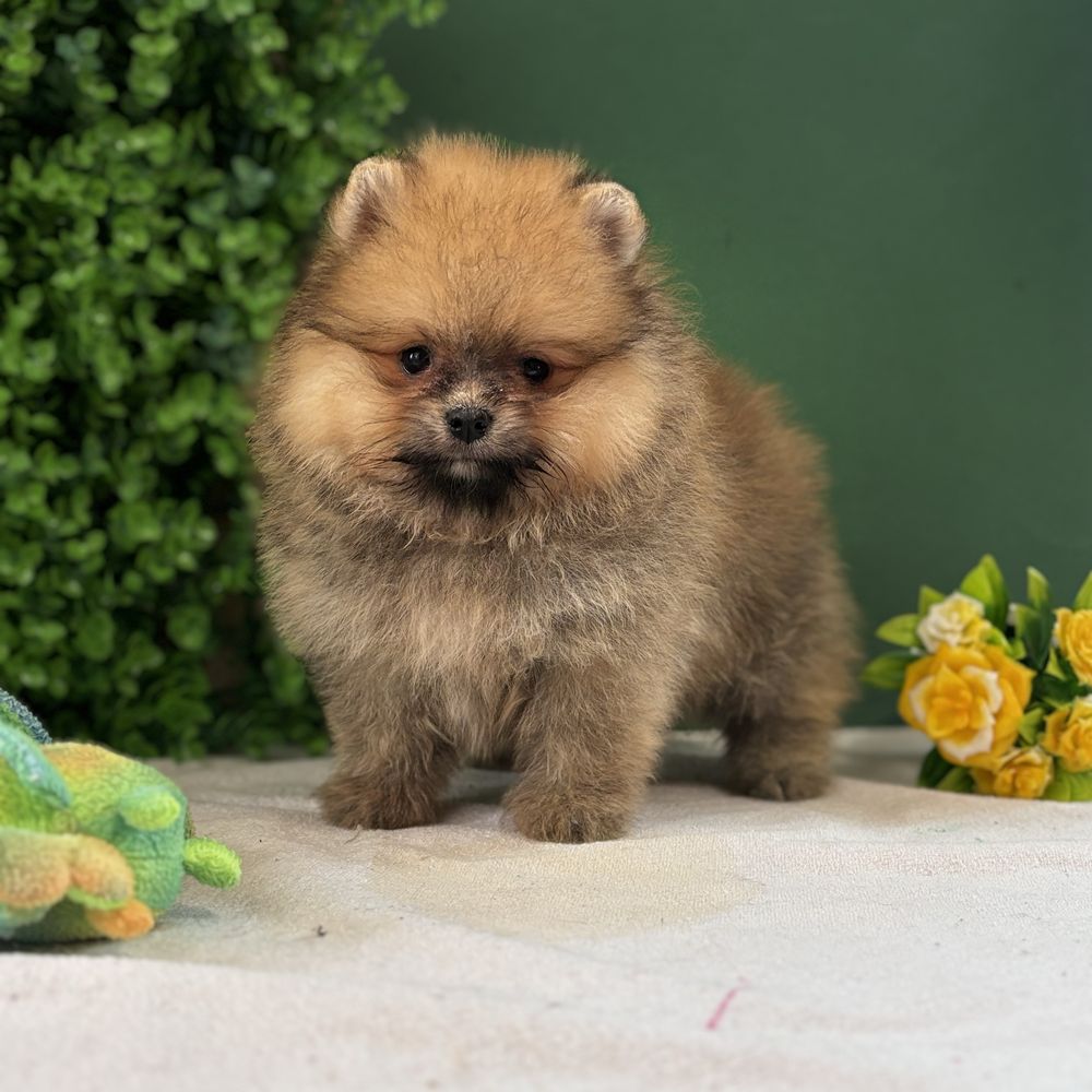 ляльковий Ведмедик шоу классу