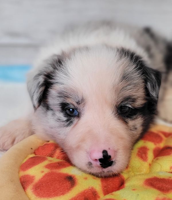 Border Collie suczka