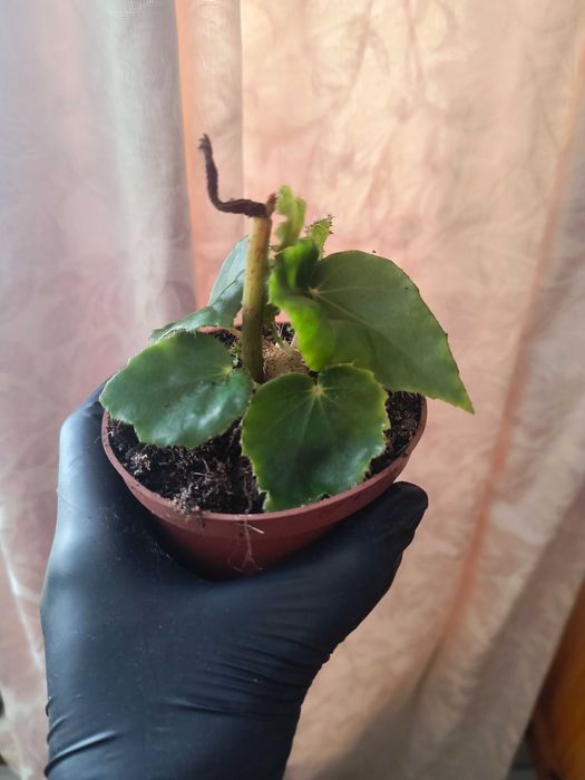 Begonia ricinifolia immense rącznikolistna
