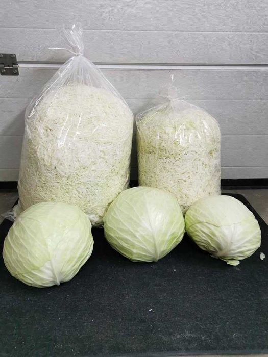 Kapusta szatkowana, w główkach