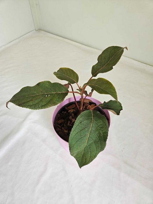 Hortensja bukietowa Hot Chocolate 35cm C2 – krzew ozdobny