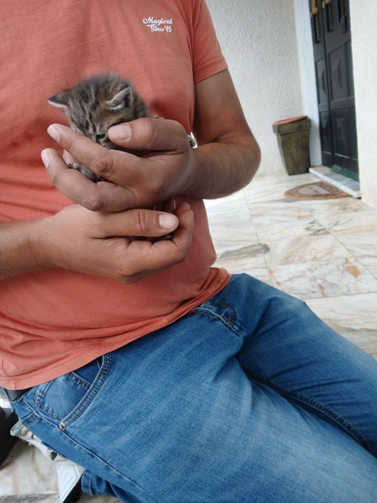 Gatinhas bebés para dar