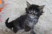 OGROMNA Maine Coon  -  do odbioru  sierpień-rodowód FPL