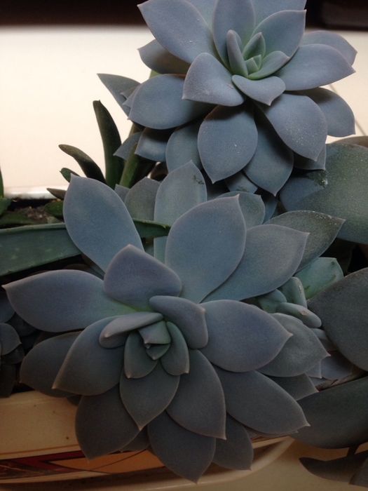 Каменные розы, суккуленты