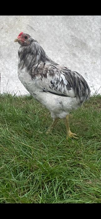 Araucana bezogoniasta kogut