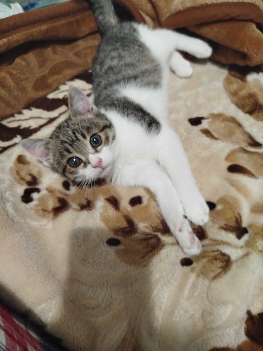 Отдам Котенка в добрые руки