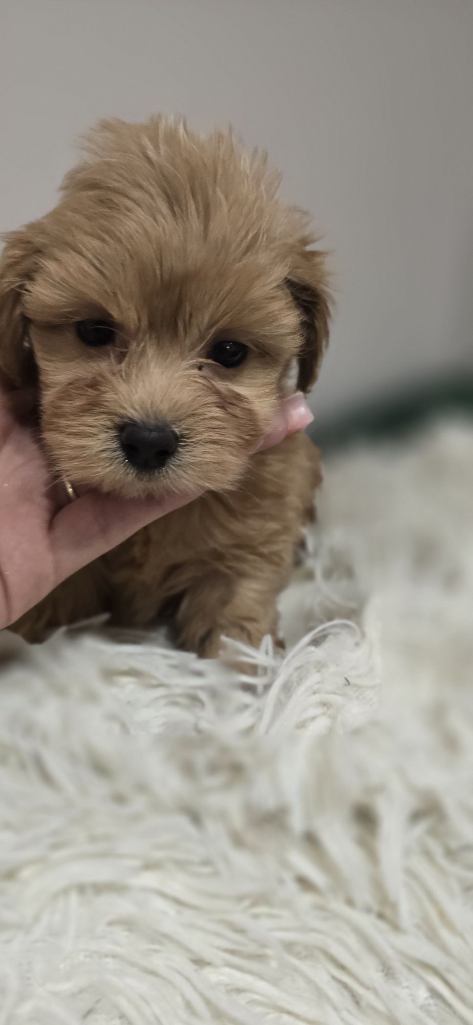 Maltipoo piesek red red-brown xxs