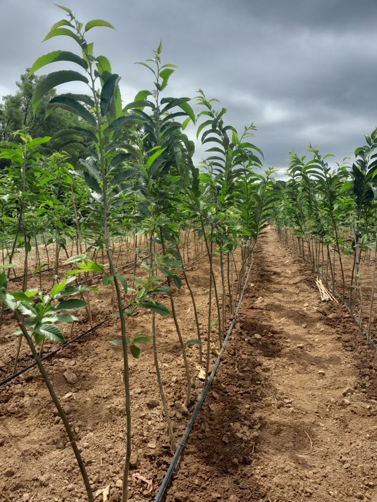 Castanheiros híbridos