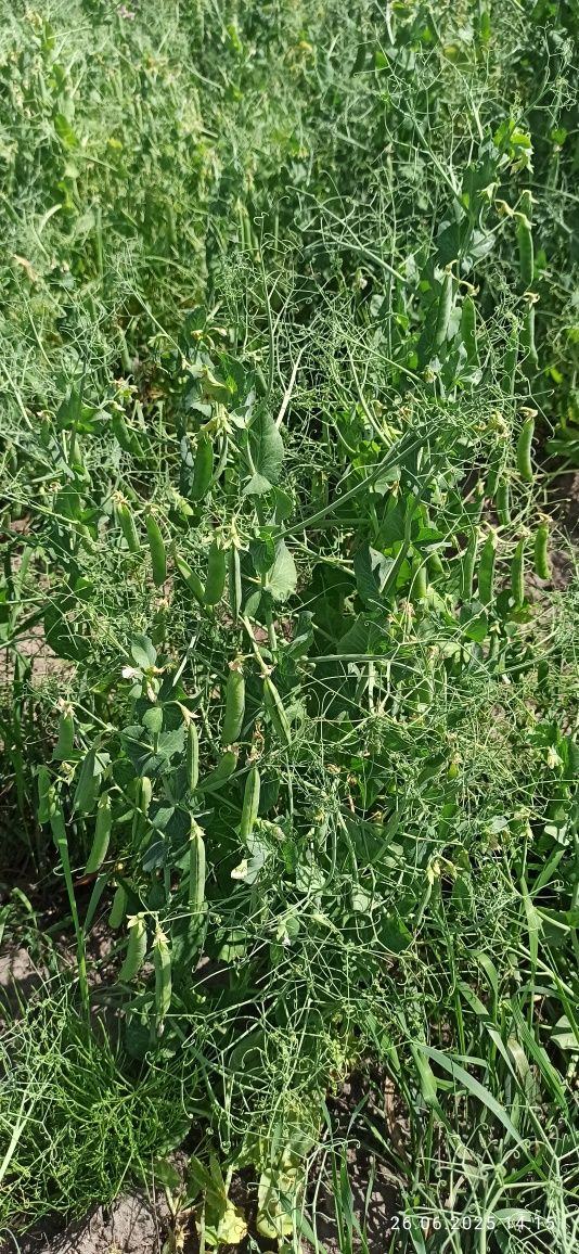 Горох озимий мороз 2га репродукція