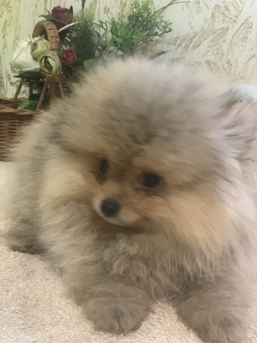 Померанський шпіц