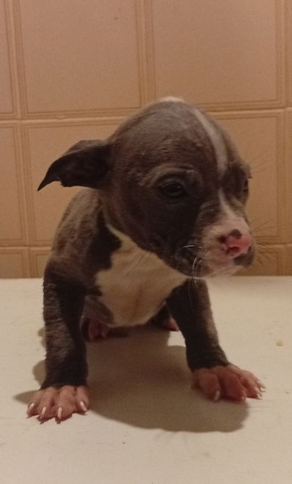 Companheiros de 4  patas