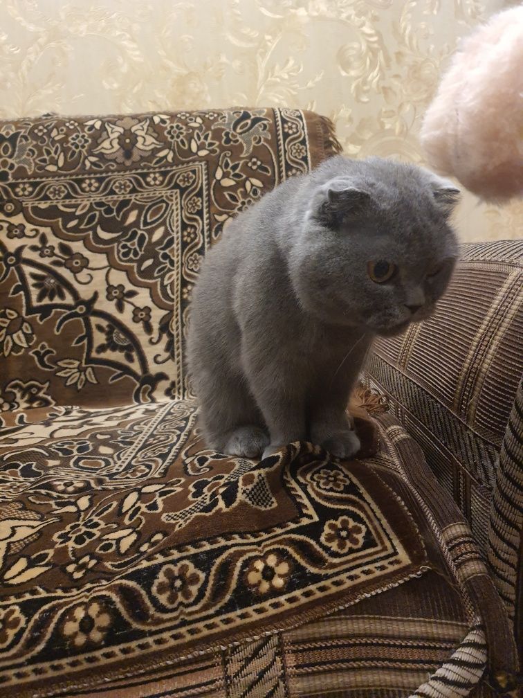 Отдам в хорошие руки чистокровную кошку породы Скоттиш Фолд