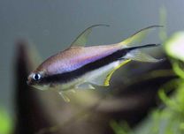 Tetra cesarska (Nematobrycon palmeri) WYSYŁKA AKWAWIN