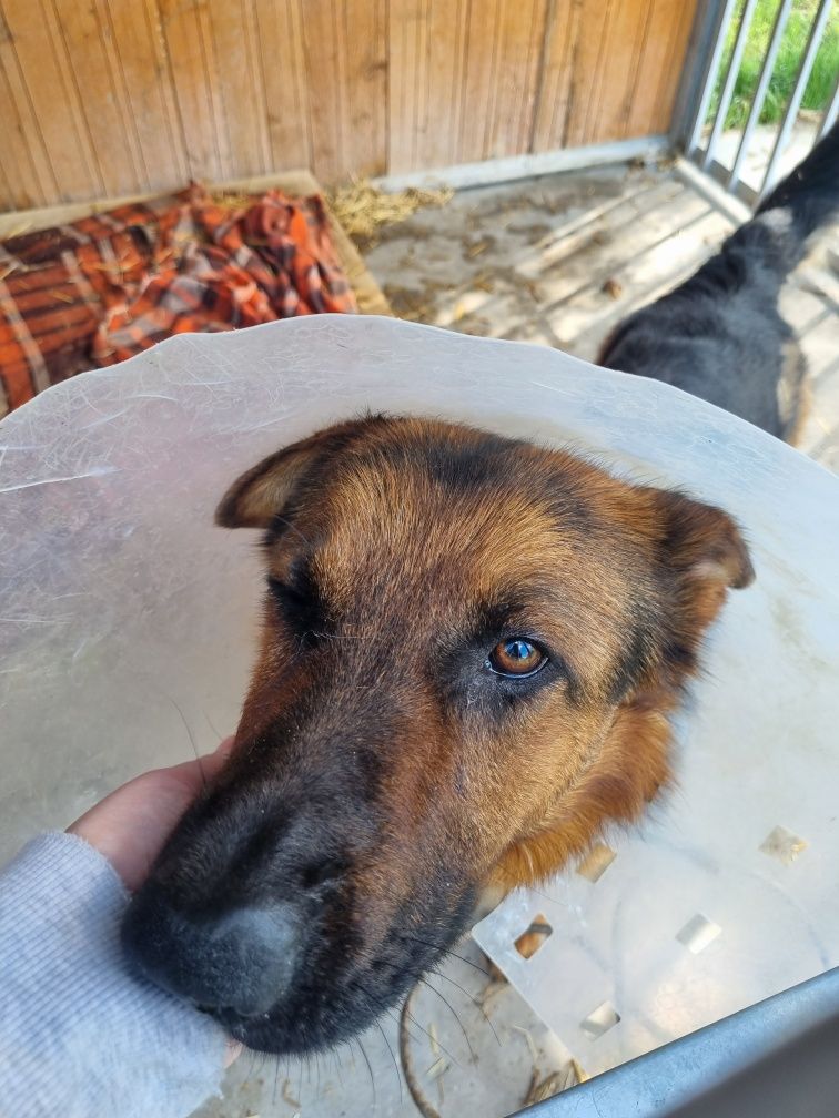 Owczarek Burbon szuka odpowiedzialnego domu. Adopcja tymczas