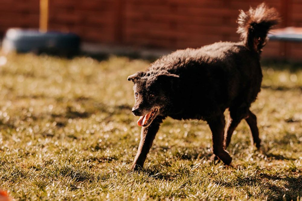 Bari - większość życia spędził w schronisku, nie traci nadziei
