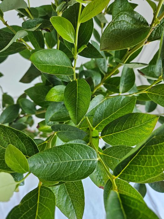 Borówka amerykańska XXL Toro 130cm C7 – krzew owocowy + nawóz gratis
