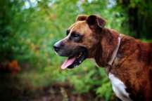 Thor- pies do adopcji