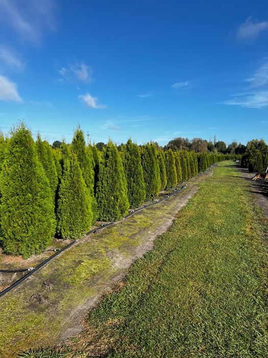 Туя екстра-клас, великий вибір – напряму з розсадника