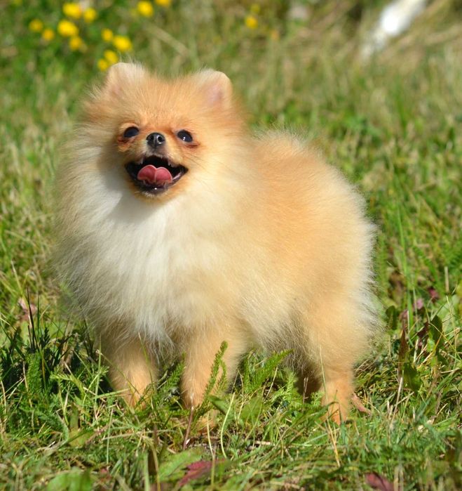 Szpic Miniaturowy Pomeranian Wiwa ZKwP FCI rodowód piękna