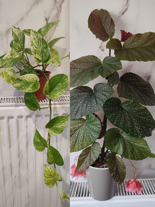 Монстера, Епіпремнум, Бегонія Макулата, Фікус Бенджаміна