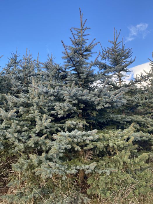 Żywe Choinki  Bożonarodzeniowe Jodła Kaukaska Świerk PLANTACJA