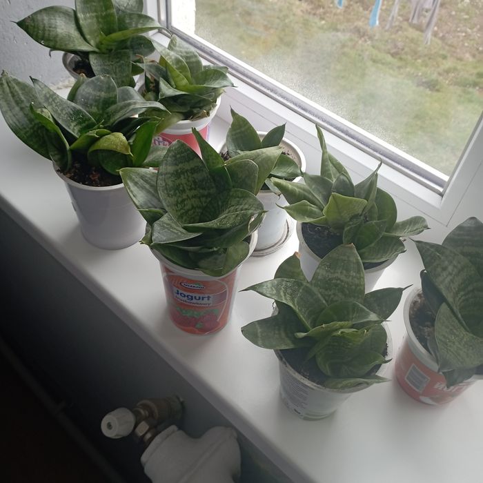 Амариліс, сансев'єрія