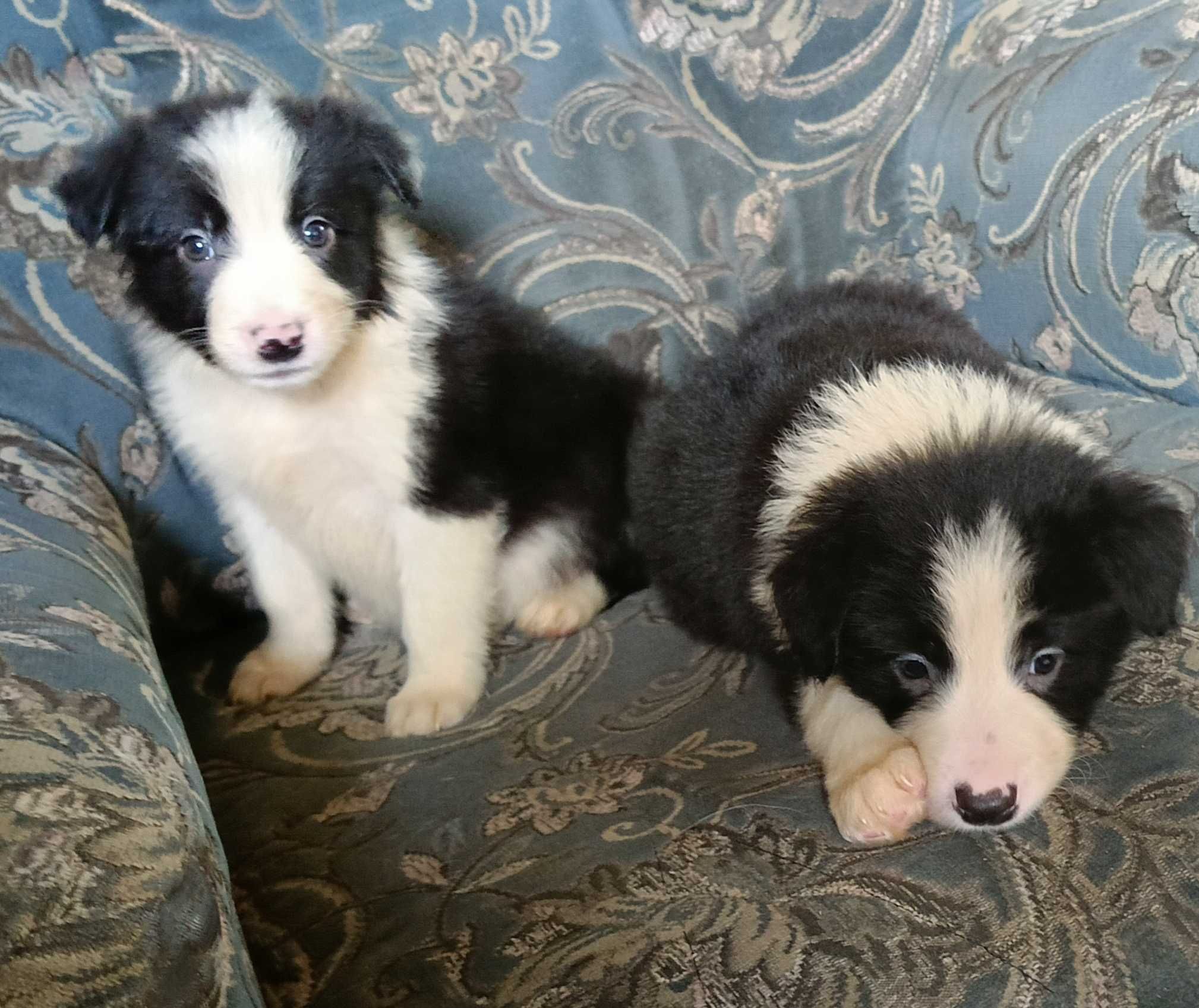 Samiec border collie