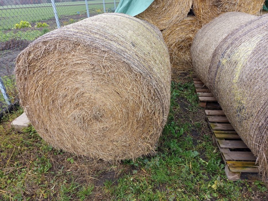 Siano dla koni sprzedam