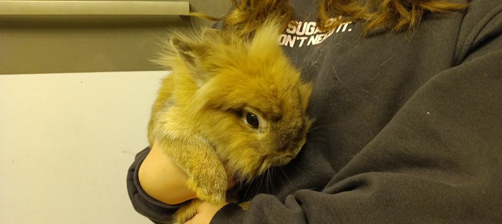 Oddam 3 króliki miniaturki