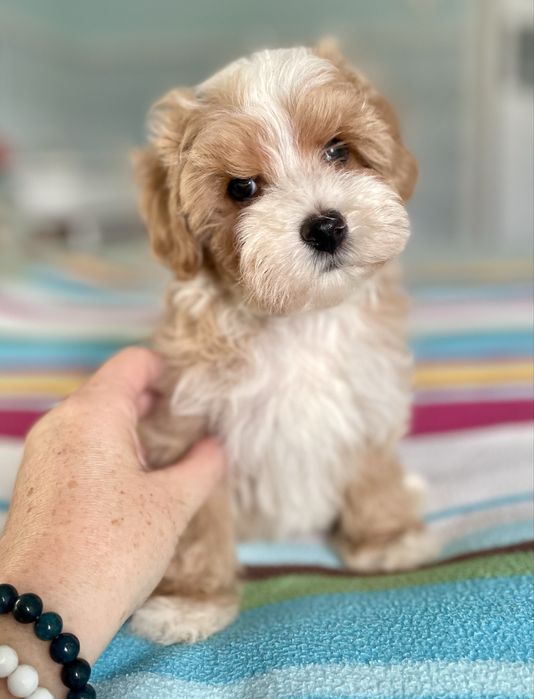 Maltipoo sunia F1