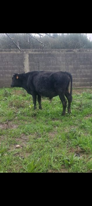 Vende se muito manso