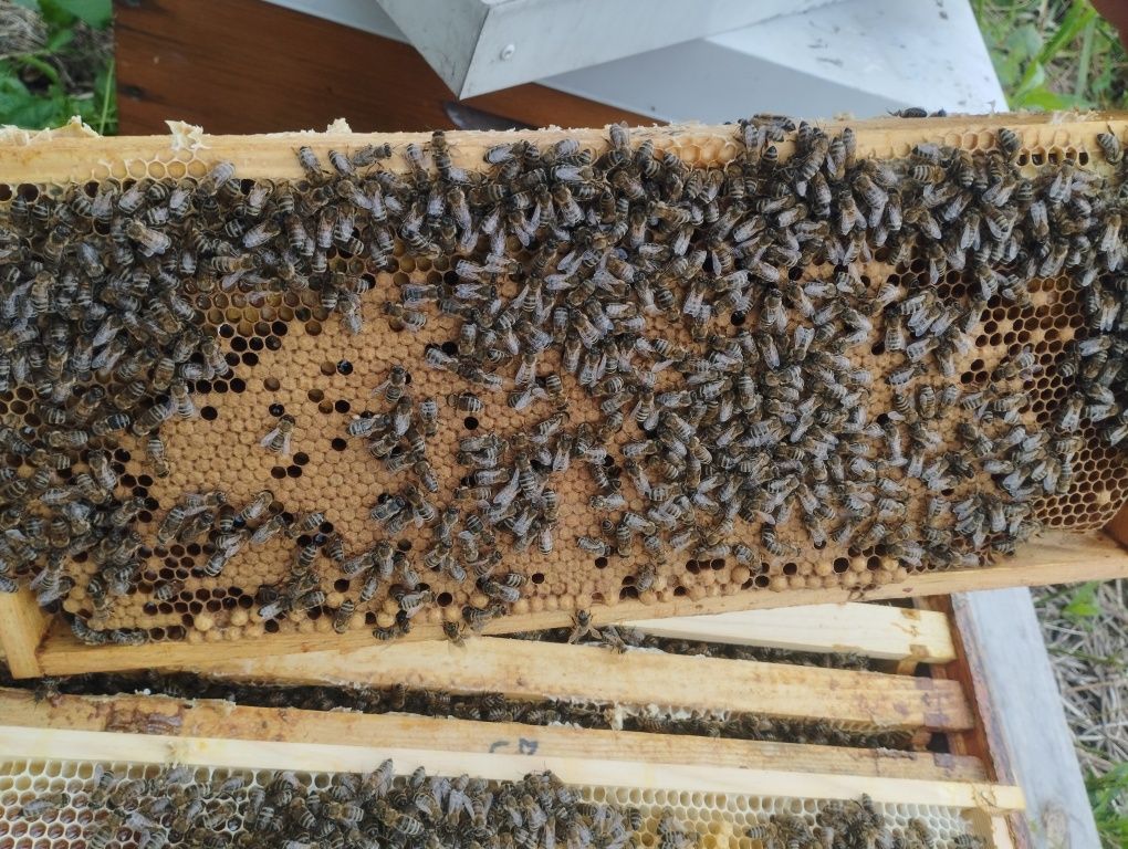Sprzedam odkłady langstroth 3/4