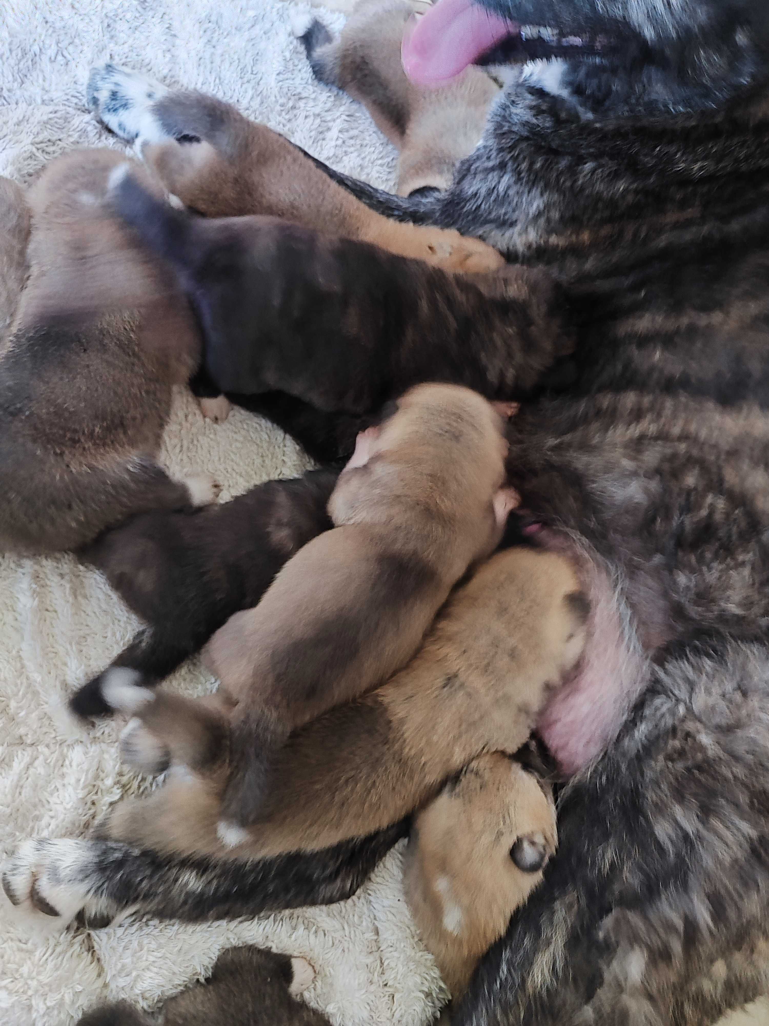 Akita inu socjalizowana przez zoopsychologa