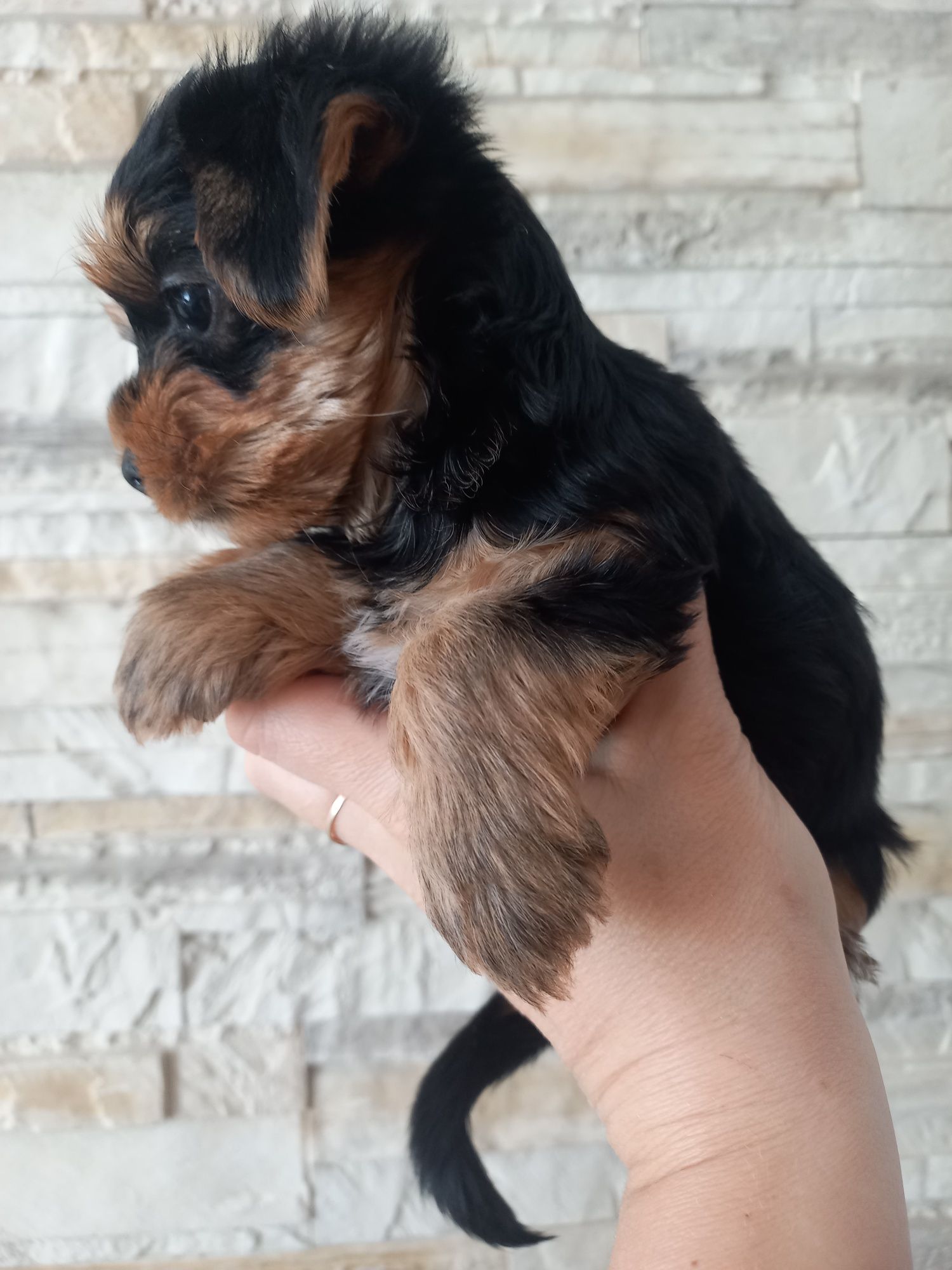 Suczka Yorkshire terrier