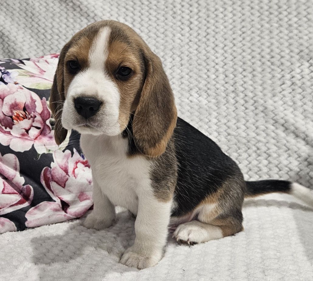 Beagle śliczny piesek Hulk ZKwP FCI